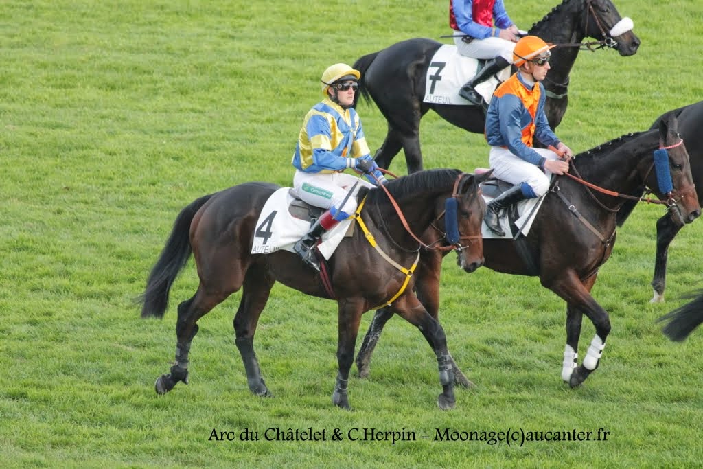 Photos Auteuil 2-11-2014 (48h de l'obstacle) - Page 2 IMG_5761