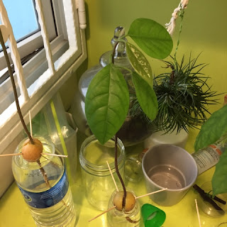 Avocado seedling #2 (growing in water)