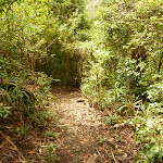 Track near Dora Creek (321182)