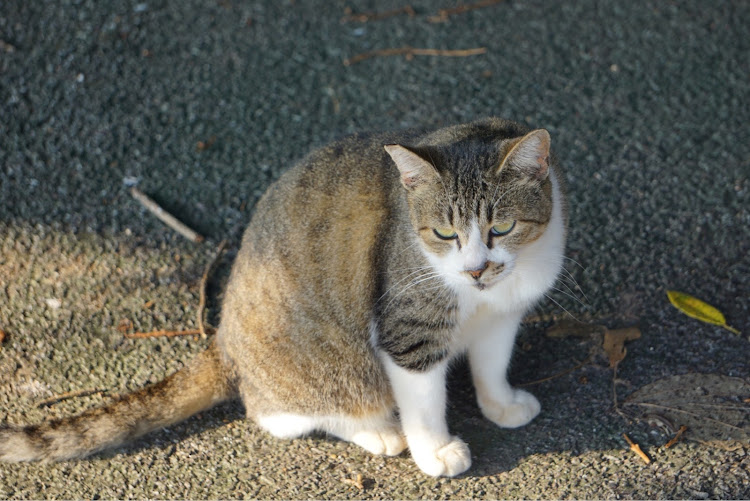 の投稿画像26枚目