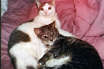 My cats, Muffin (Muffy) (1988-2003) and Scruffy (1988-2009).