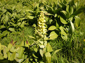Vérâtre verdissant, Veratrum lobelianum, famille: Liliacées veratre verdissant, veratrum lobelianum.JPG