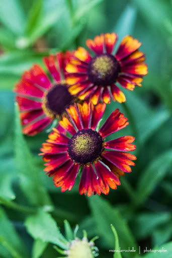 Helenium autumnale Mariachi Salsa Helenium-mariachi-siesta-130809_2-137rm