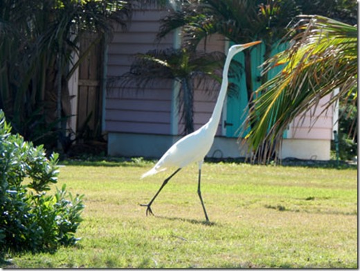 egret