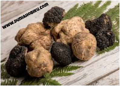 jamur white truffle