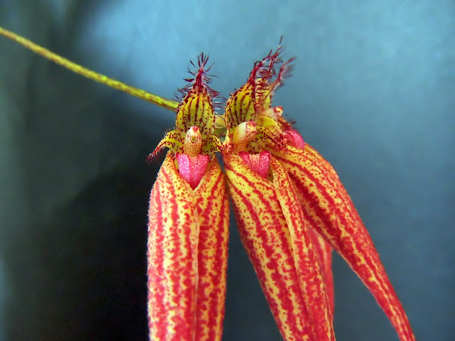 Bulbophyllum 'Elizabeth Ann Bucklebury' DSCN1275