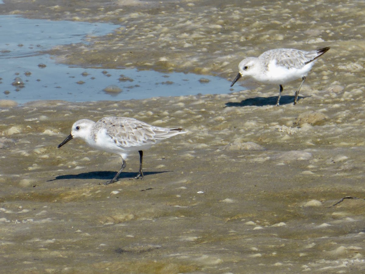 Sanderling