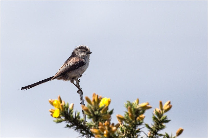 Long Tailed Tit