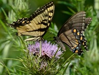 Tiger Swallowtail (Yellow male on left and dark female on right)  nectoring on Thistle