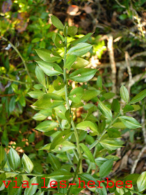Fragon (petit houx), Ruscus aculeatus, famille: Liliacées (Asparagacées). Corse du sud 2014. petit houx Ruscus aculeatus.jpg