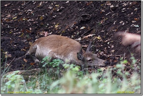 Bradgate Park - October