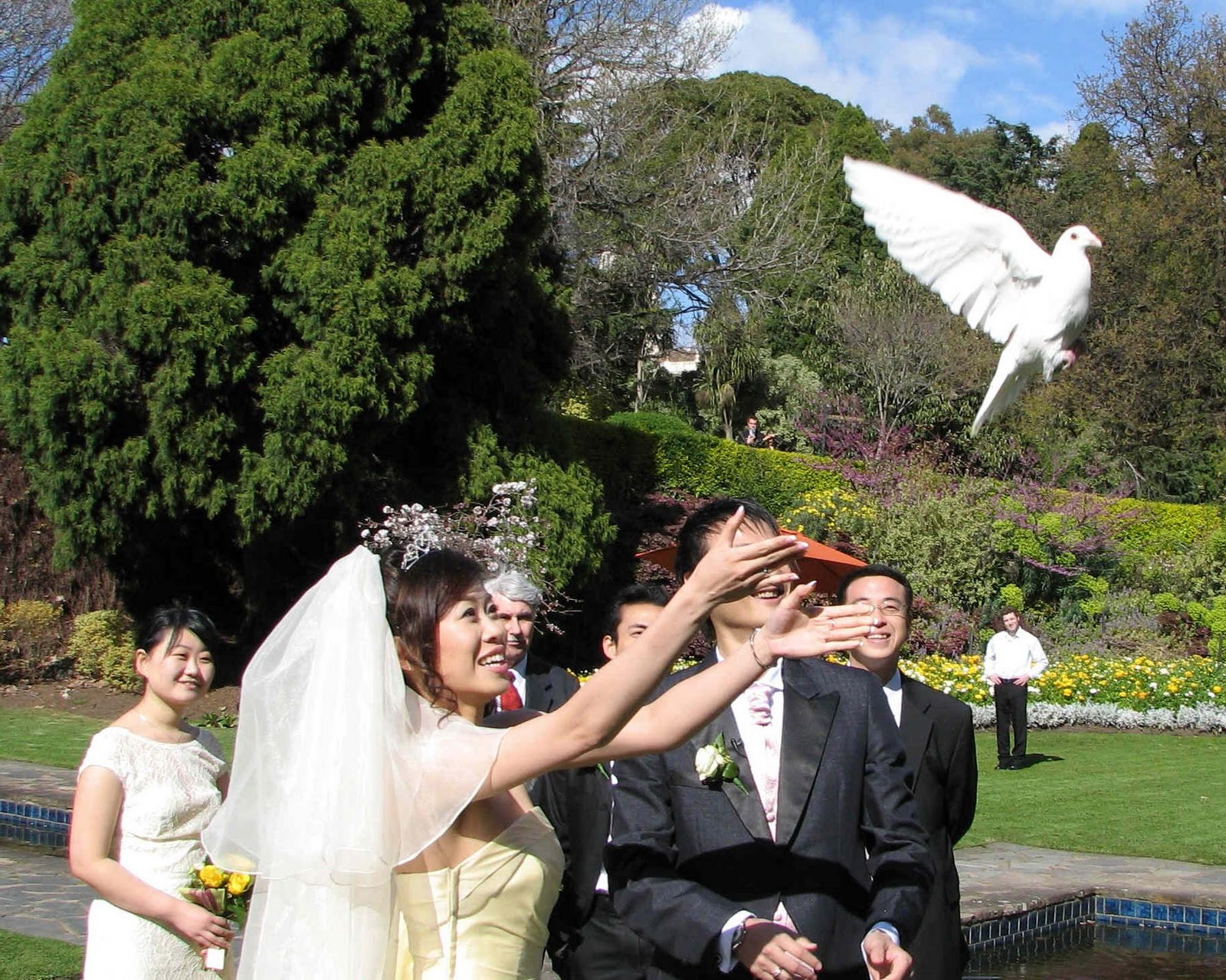 a beautiful white dove