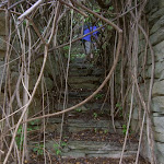 Steps up McGaw's Ruins (3722)