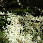 Usnea australis (278357)