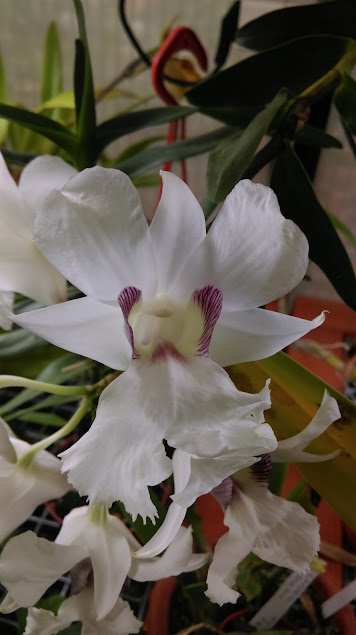 Dendrobium sanderae -skc0fOUdzilTmRKxJEjSgyOC0RG_IQ0XLP6vK0qawKrWjLe8I-zfRLHJm6-i4dI32iShCm2YyqgrxNZK5PjJDyoP6IQ0LFtzXXk6rq0fSWGL7s2YEF_6LAUOoWfTl8EleylHG7MWbMRPiuK0-rOZECscgiASLcNApZiO99LkkFTLs_y05CXSLhkdY2JK8aJHBOtRaSxVYp5LFM3T3xqtTJVYo0Vu1tUvfXld7phJvmLlXBQtYxJ9HzMFFzYxyFM9G87wiPaGWPO3mItzV4hMzcPK2Wb7R7MmTvujgmMDEnG1J2mSP6EelMGwNu9KsvBZ2dT1d7T082Ub9-pSWEvHkHeLW46DE5WgizfE9lar-7e6nwtN8GqXS_eUni6yuRzt1jRB7AlqpKquSeGqlSEyMPIOpxWb8RyIE94lVvTIOBwZL7B7aMuMyVnuz1AYkuMNudxNdlD0DrM8yowL9jPfryaj0P9LAoWzFNCaFmoExn_Vxy1oMhvIuNiguqMqKvxDkH7wdGbxZ-SQzUFyeZgIUuByUj1cn8x2RvUFUIpV0oFCGuno9SxvyDj9k9DronmXgFSyA=w356-h635-no