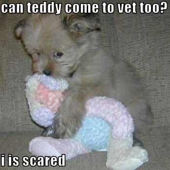 funny puppy pictures with captions