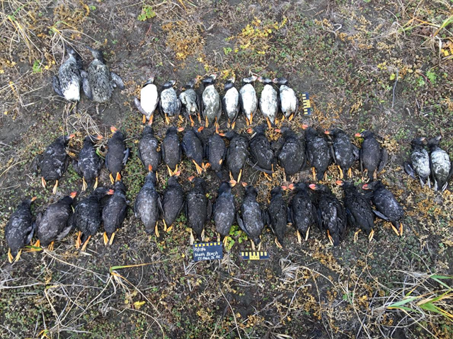 Since mid-October 2016, hundreds of tufted puffins have washed up dead or starving on the Pribilof Islands in the middle of the Bering Sea. Photo: Paul Melovidov