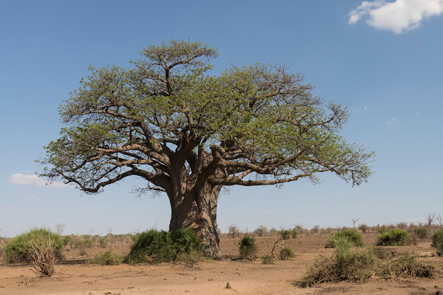 Botswana et Zimbabwe en octobre BotsZim_Oct2015_195