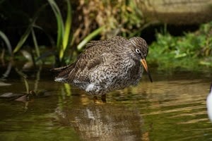 Digiscoping at Pensthorpe with Wex and Danny Porter