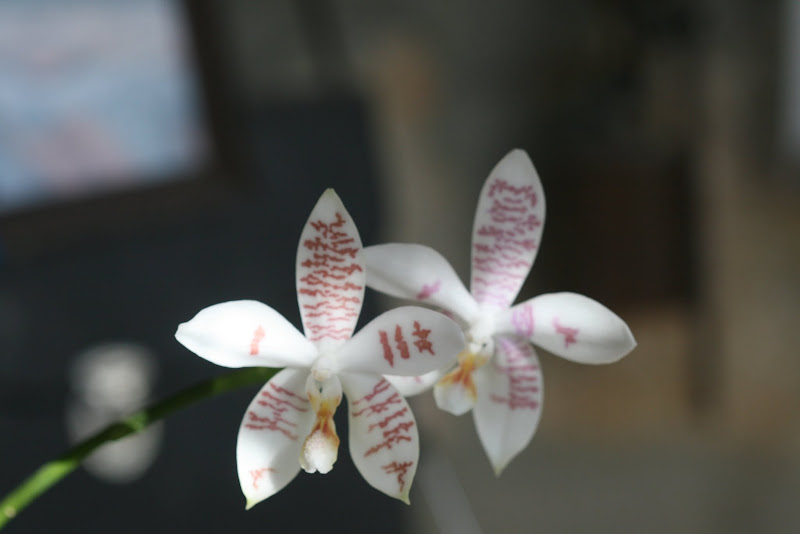 Phalaenopsis Helga Lukassen (amabilis x Phalaenopsis tetraspis 'C#1') IMG_2526