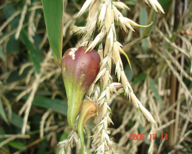 bamboo-flowering-1