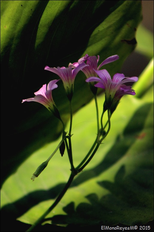 Flor del balcón