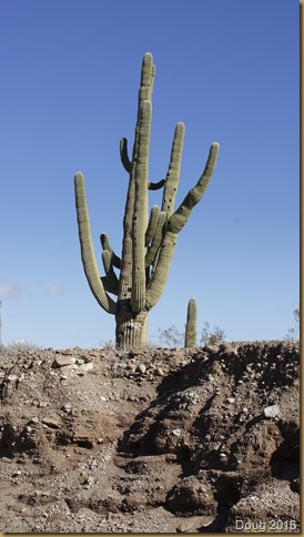 Saguaro