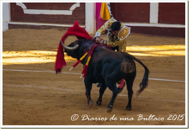 Toros1-9450