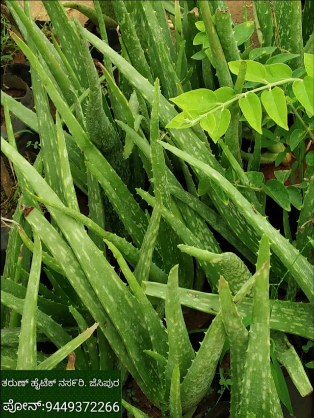 ಅಲೋವೆರಾ (Alovera) ಗಿಡಗಳು ದೊರೆಯುತ್ತವೆ