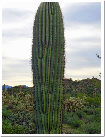 saguaro