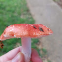 Vomiting russula