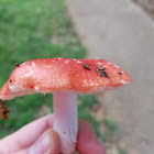 Vomiting russula