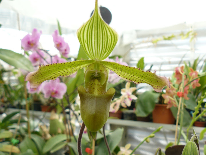 Paphiopedilum javanicum P1030102