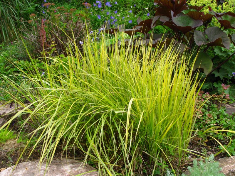 carex elata aurea Juillet%252520fleuri%252520030