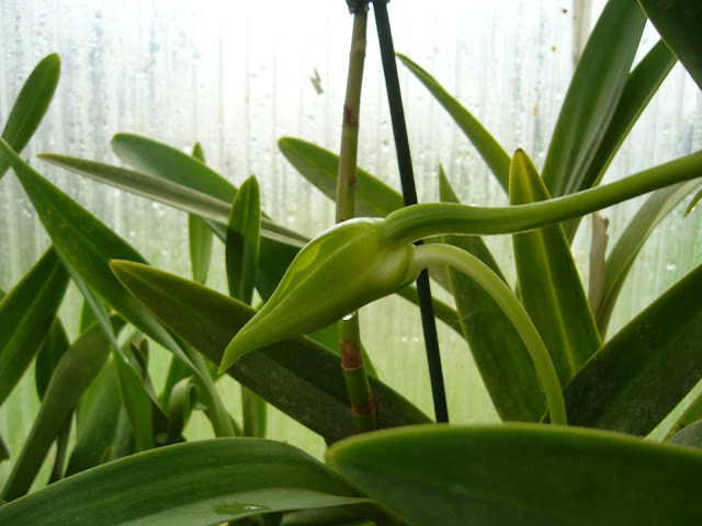 Angraecum bosseri (Angraecum sesquipedale var. angustifolium) P1080792