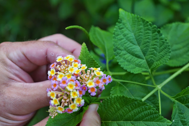 Шри-Ланка: на машине 1 100 км,  фото без комментариев, март-апрель 2013г.