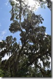 Oak and sky