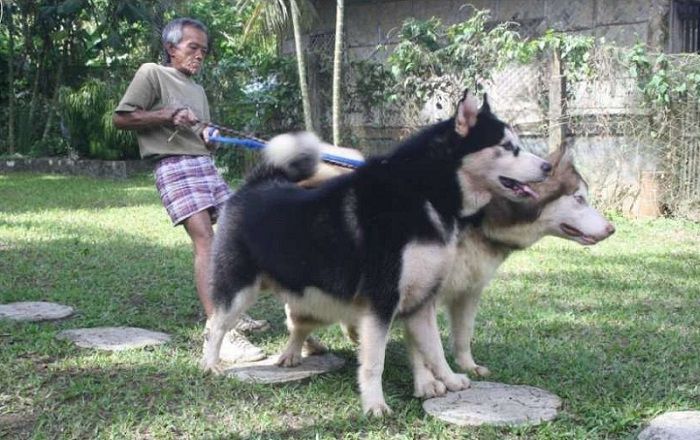 Giá chó Alaska giant - Alaska khổng lồ. Mua bán chó Alaska giant