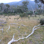 A frost hollow in part of Muzzlewood Flats (296810)