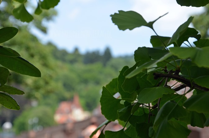 Geburtstagsausflug (14) nach Heidelberg