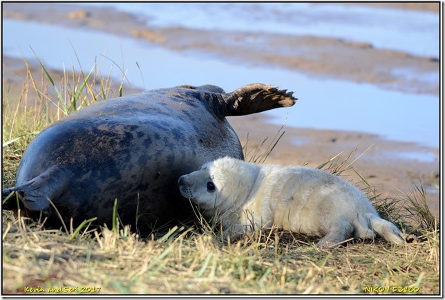 Donna Nook - November