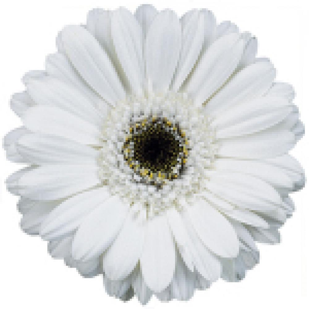 gerbera wedding flowers