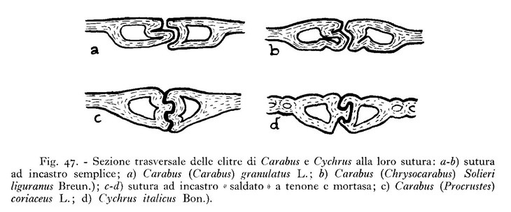 Sturani 001