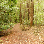 Track near the Pines campstie in the Watagans (320687)