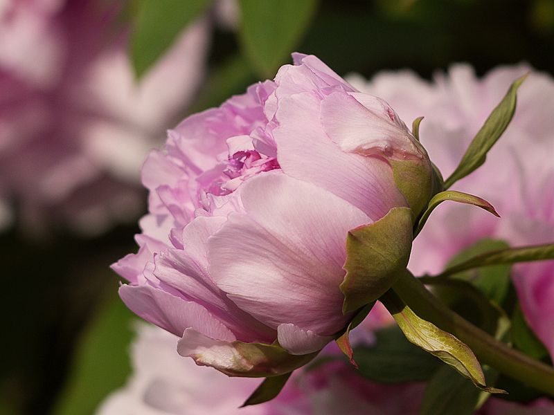 Fleurs du jour G1170868