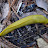 Banana slug