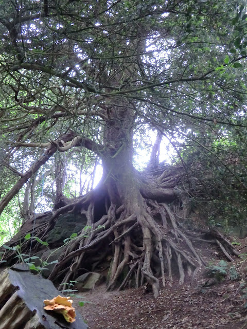 CIMG8587 Old yew tree, Southborough Common