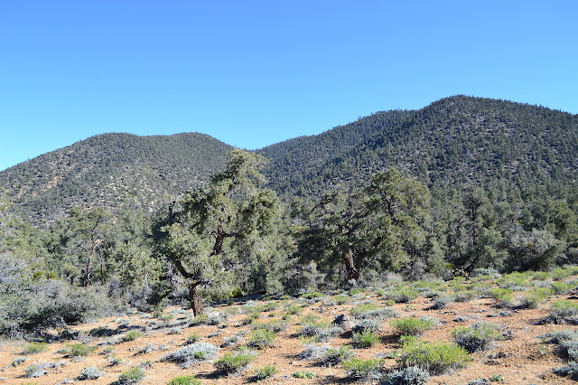 stubby firs and Cerro Noroeste