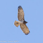 Short-toed Snake Eagle; Aguila Culebrera