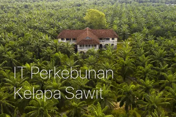 Peran IT dan Fungsinya di Perkebunan Kelapa Sawit